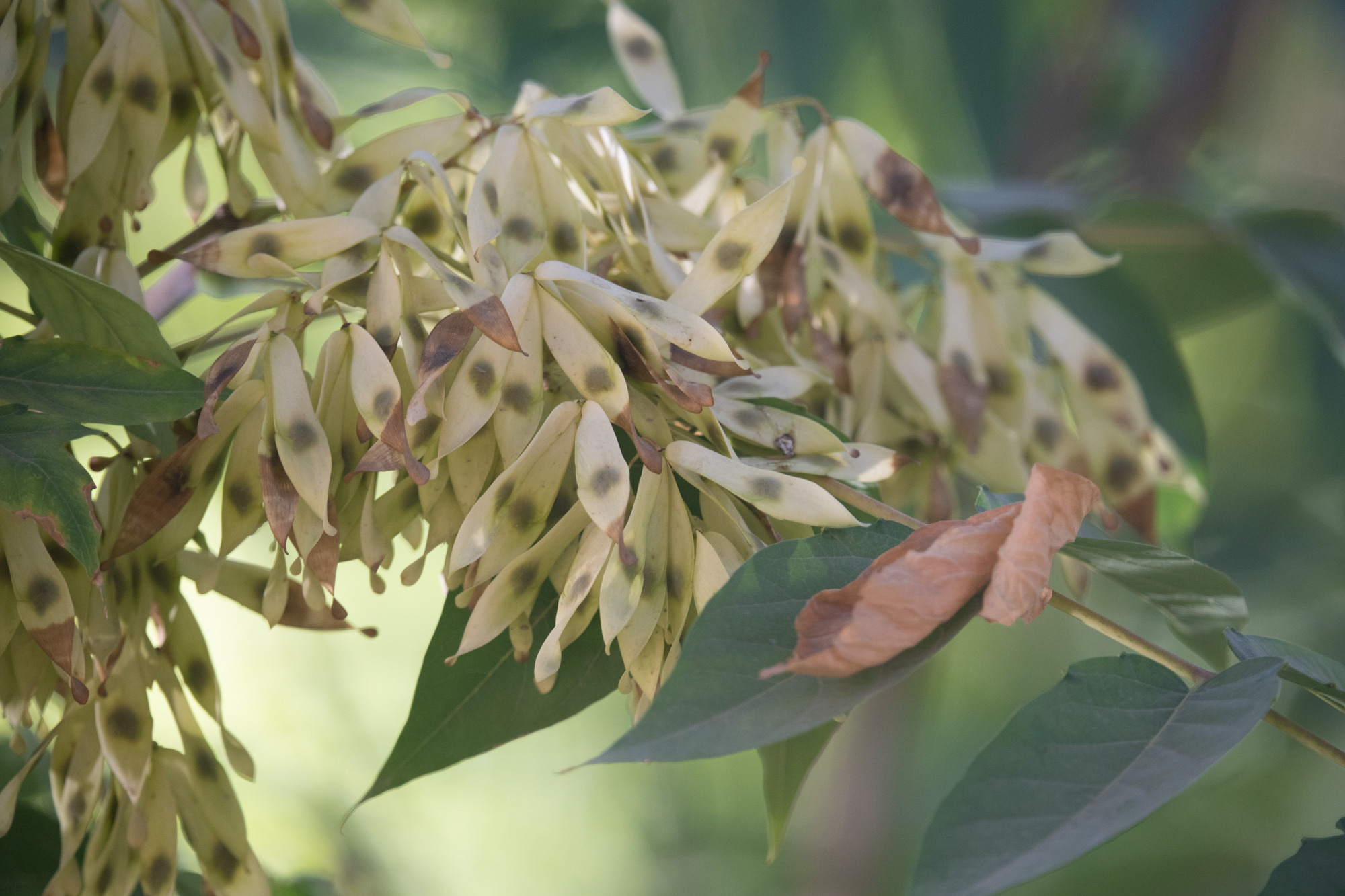 Обзор Sigma 150-600mm DG DN Sport. Фотограф Григорий Кравец