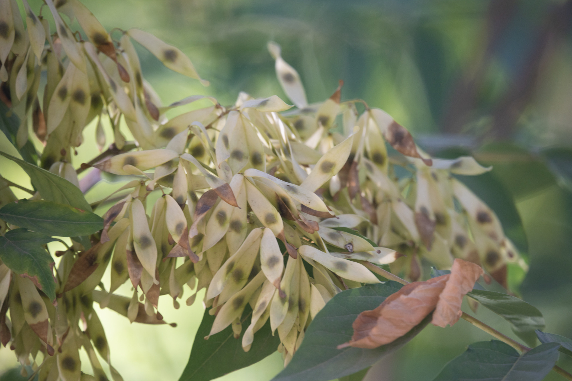 Обзор Sigma 150-600mm DG DN Sport. Фотограф Григорий Кравец