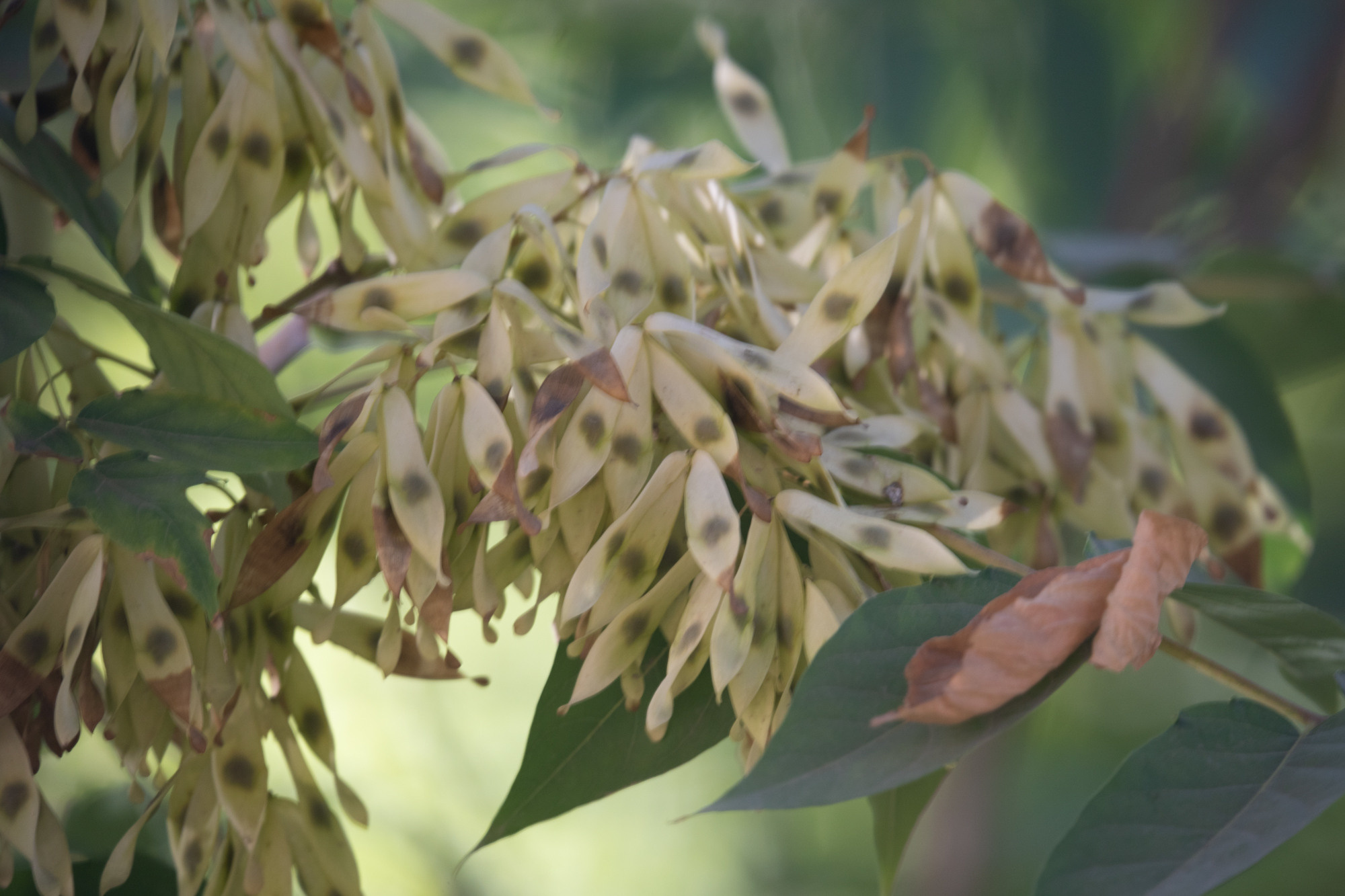 Обзор Sigma 150-600mm DG DN Sport. Фотограф Григорий Кравец