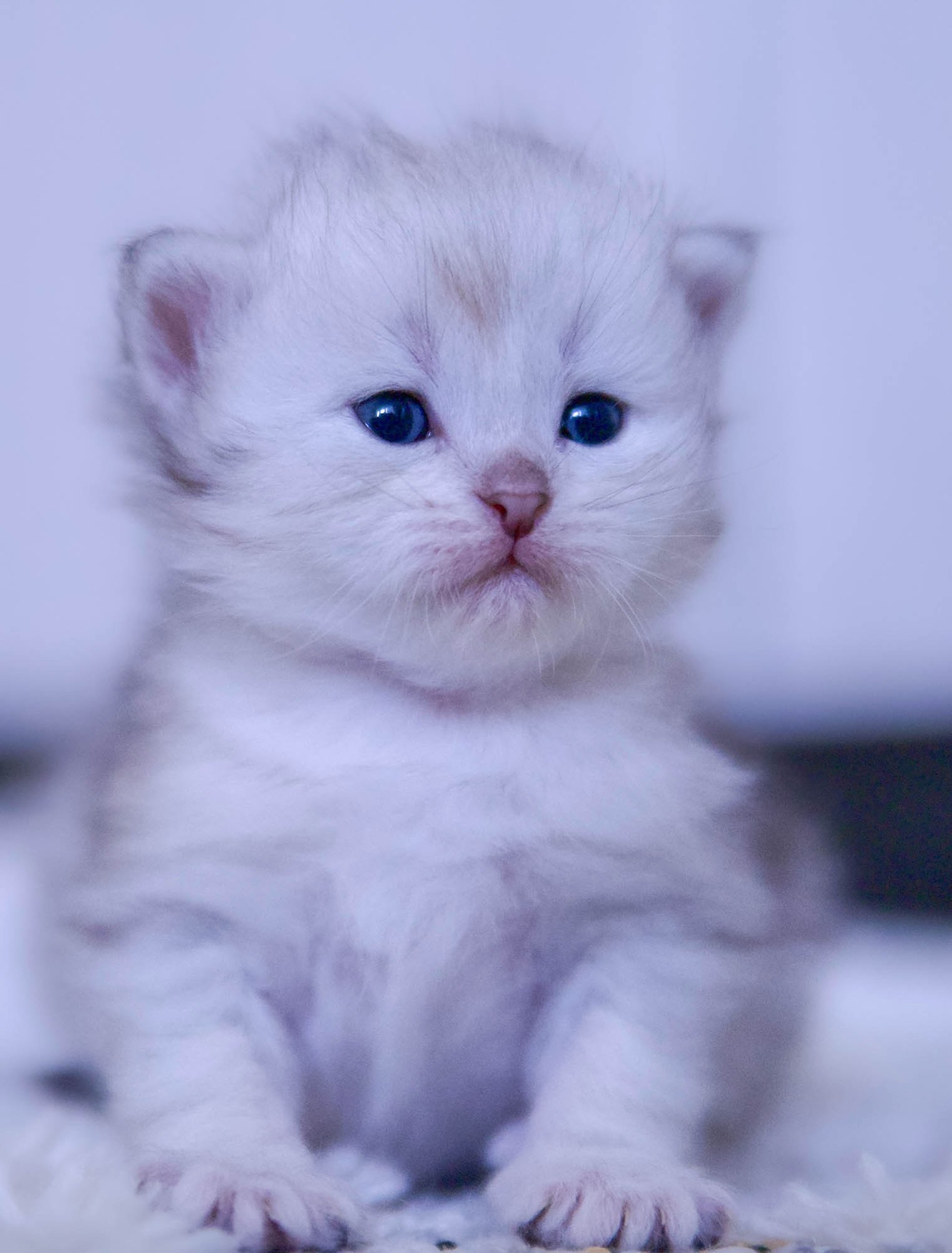 Contact Astera Siberians | Dallas TX Siberian Cat Breeder. Astera Siberians |Hypoallergenic Kittens