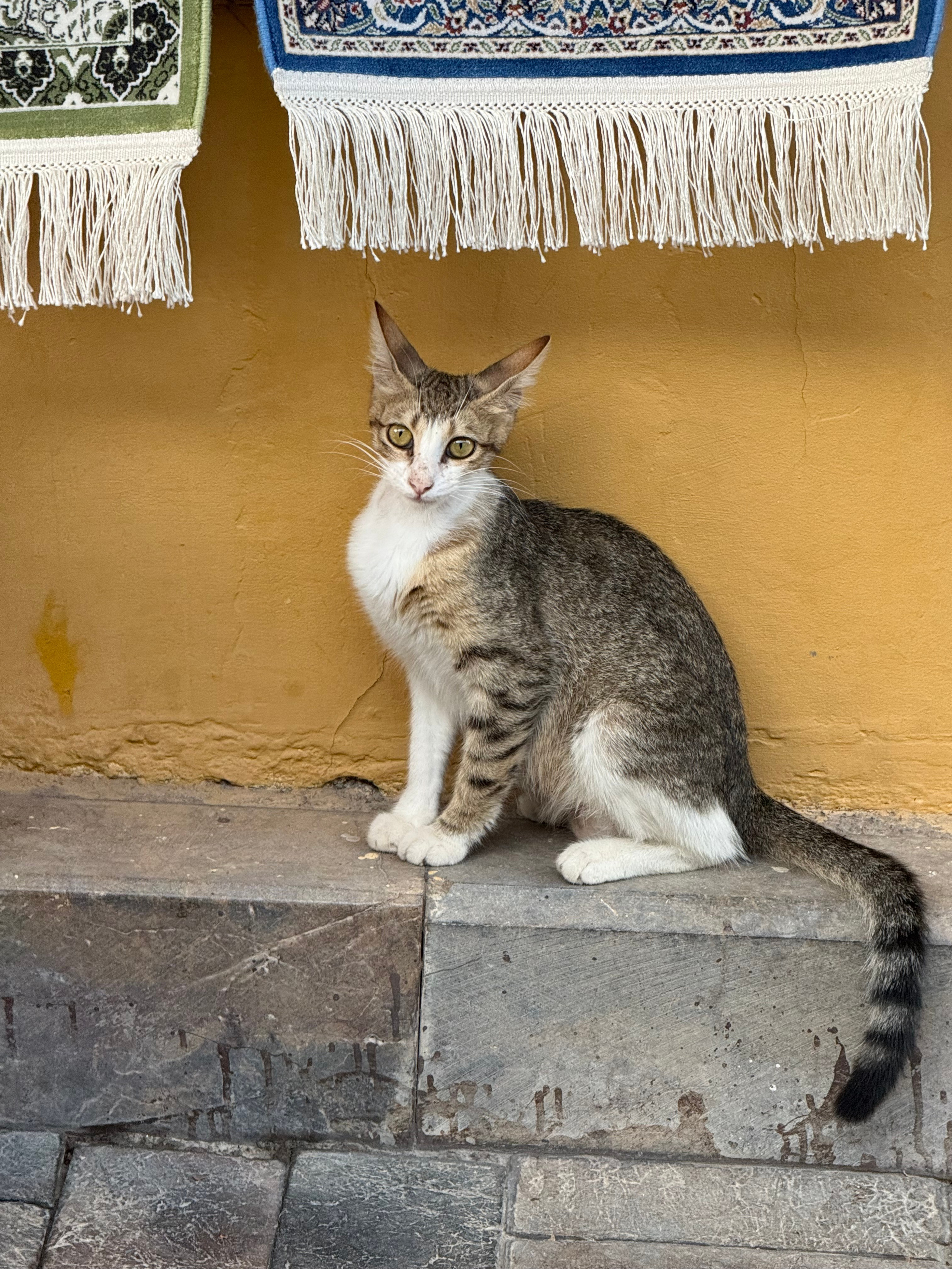 9 Tage in der Türkei: Entspannt und locker. Zwei Tage in jeder Stadt: Istanbul, Antalya, Kaş und ein Villenaufenthalt mit Bergblick