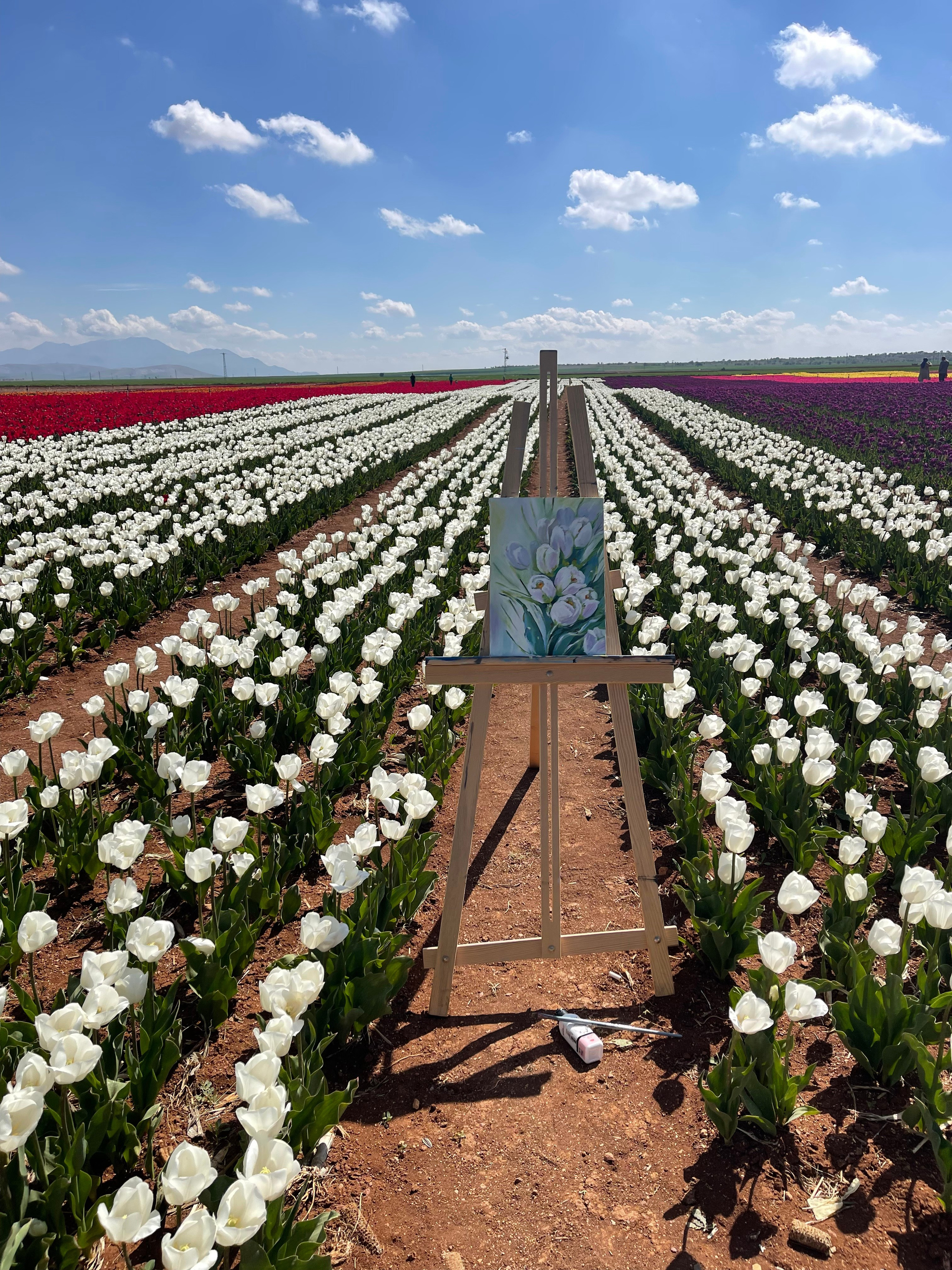 Тюльпан Турция. Тюльпановые поля в Турции. Отдых в Турции. Сады тюльпанов в Коньи. Где можно увидеть поля тюльпанов? Цветение в Турции.  Отдых в Турции. Ыспарта . . Сезон цветение в Турции. Турция. Жизнь в Турции. Локации в Турции . Красивые локации в Турции.Фотограф в Анталии. Фотограф Анталия. Фотограф Анталья. Жизнь в Анталии. Фотограф Белек. Фотограф Алания. Фотограф Сиде. Фотограф Кемер. Фотограф Турция. 