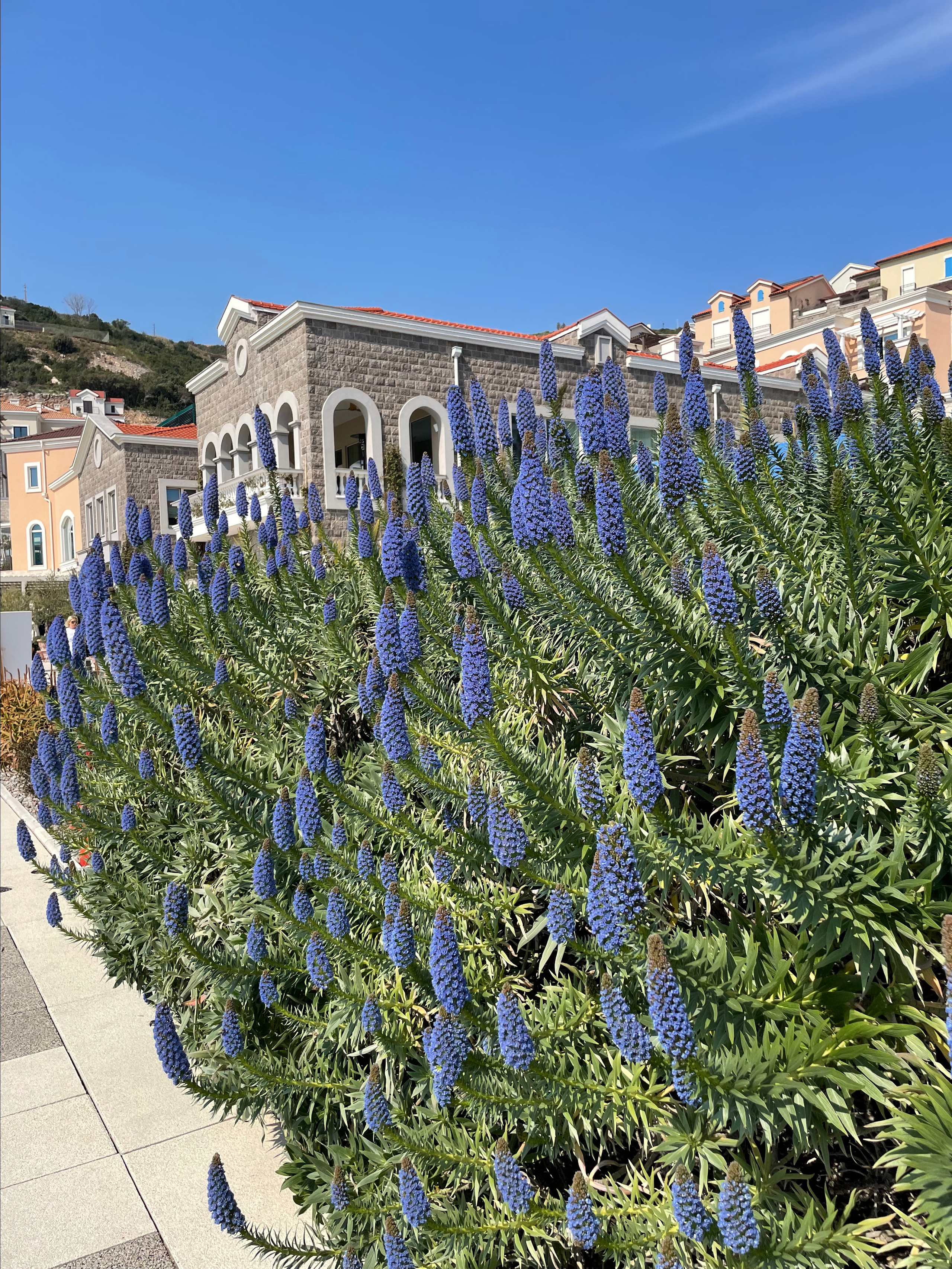 Ontdek de Schoonheid en Opwinding van Lustica Bay — Uw Ultieme Gids