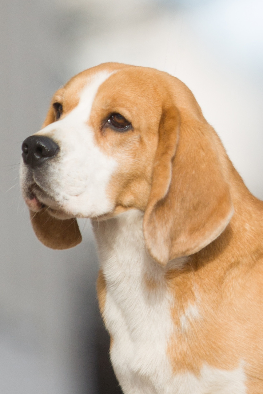 Leo. Питомник биглей Selesta’s Dreams