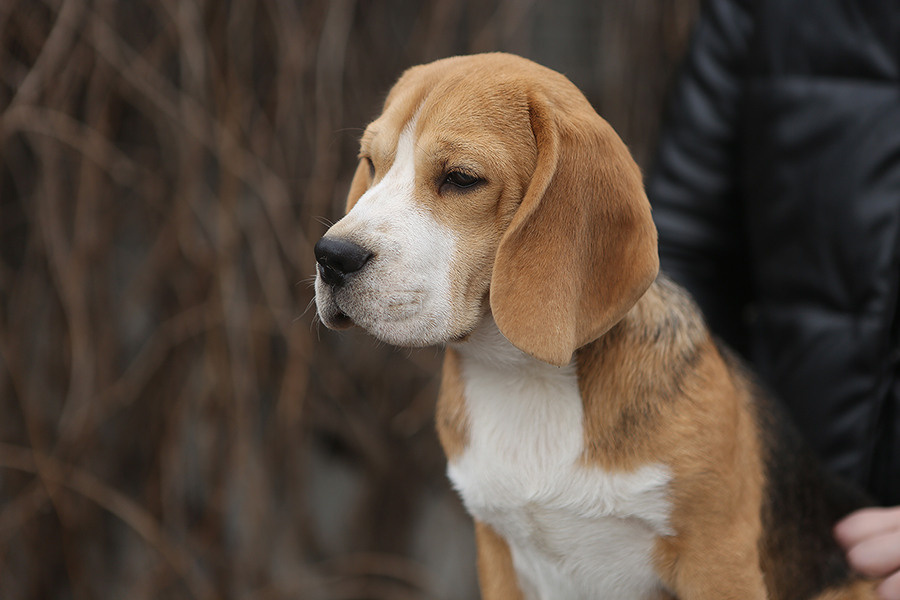 Arti. Питомник биглей Selesta’s Dreams