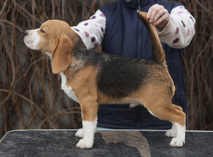 Arti. Питомник биглей Selesta’s Dreams