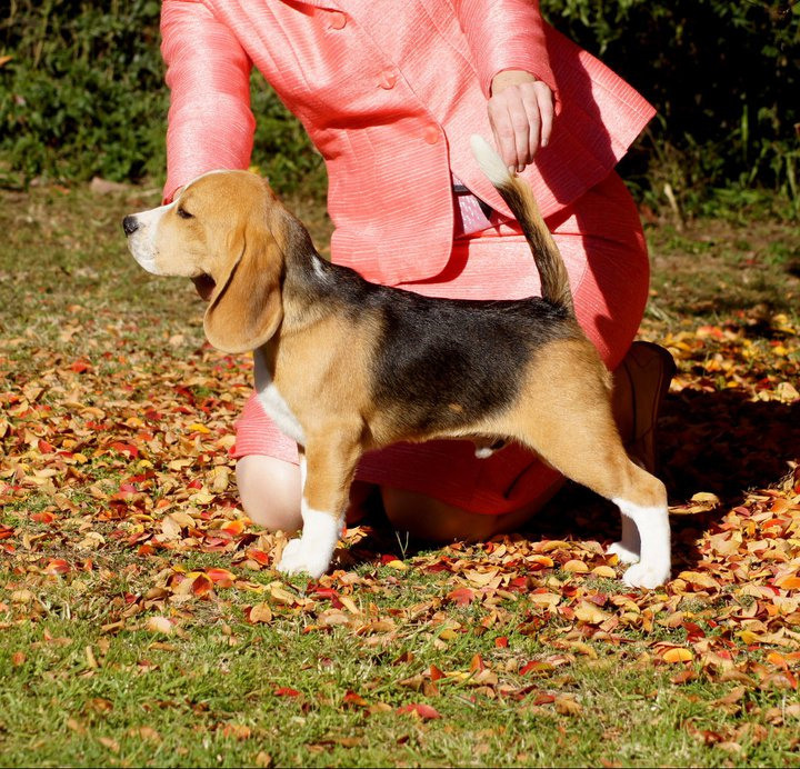 Pocket. Питомник биглей Selesta’s Dreams