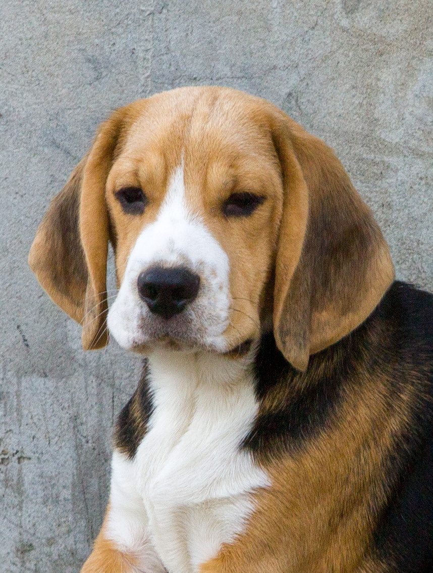 Ксандер. Розплідник біглей в Україні