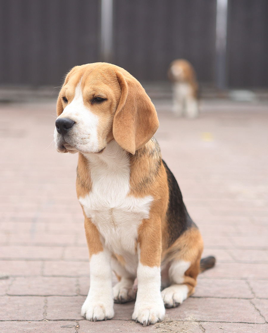 Arti. Питомник биглей Selesta’s Dreams