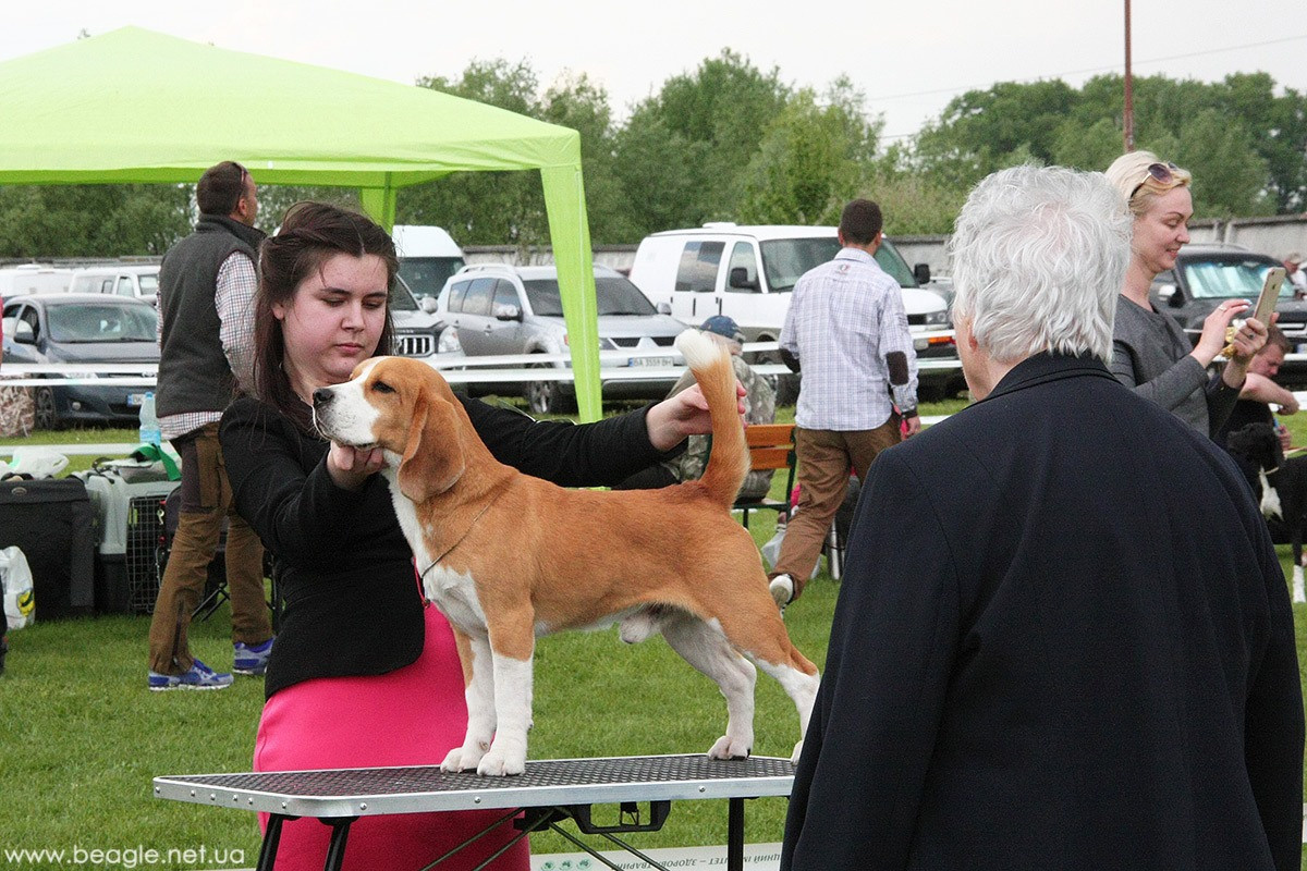 Leo. Питомник биглей Selesta’s Dreams