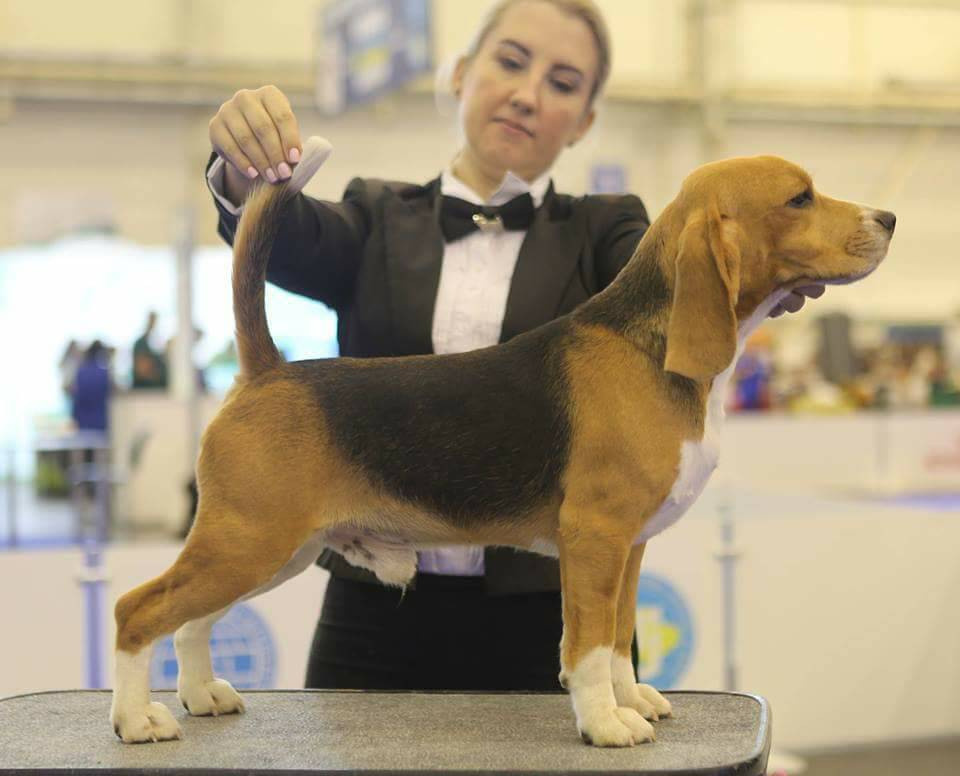 Prince. Питомник биглей Selesta’s Dreams