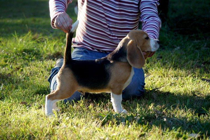 Pocket. Питомник биглей Selesta’s Dreams