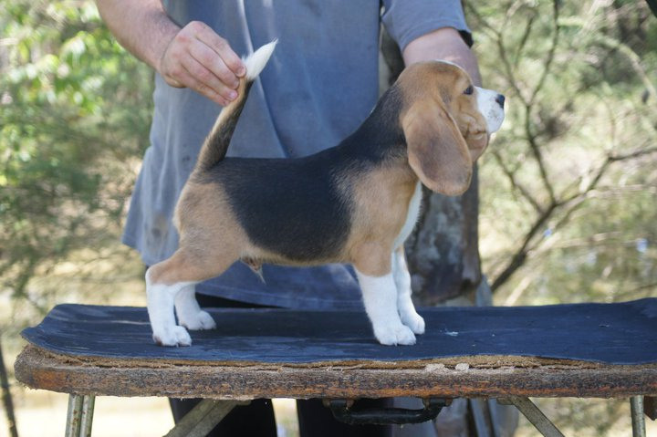 Pocket. Питомник биглей Selesta’s Dreams