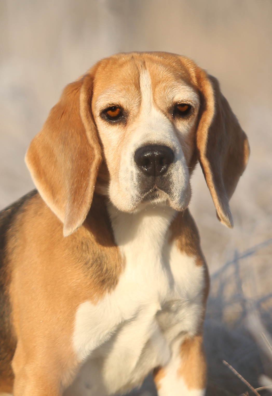 Тула. Питомник биглей Selesta’s Dreams