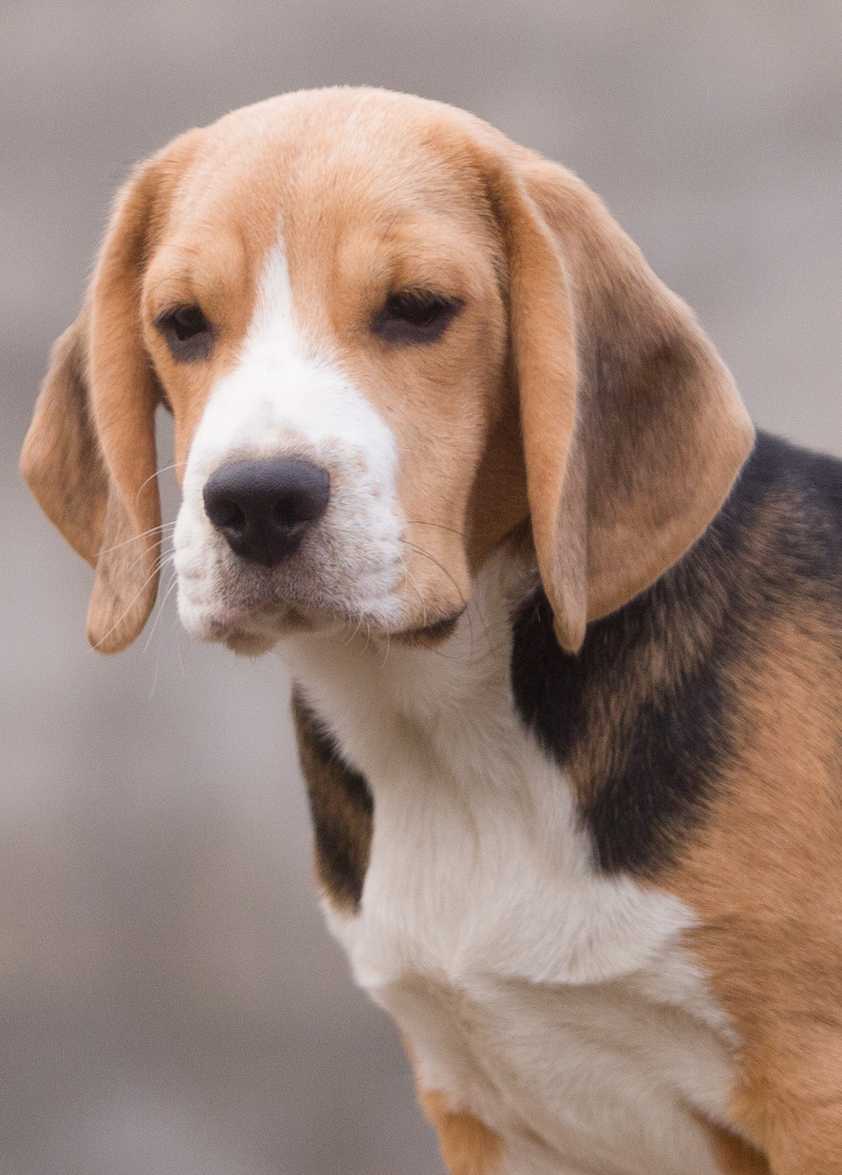 Ксандер. Розплідник біглей в Україні