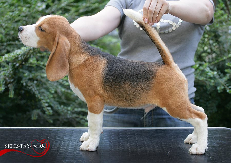 Pocket. Питомник биглей Selesta’s Dreams