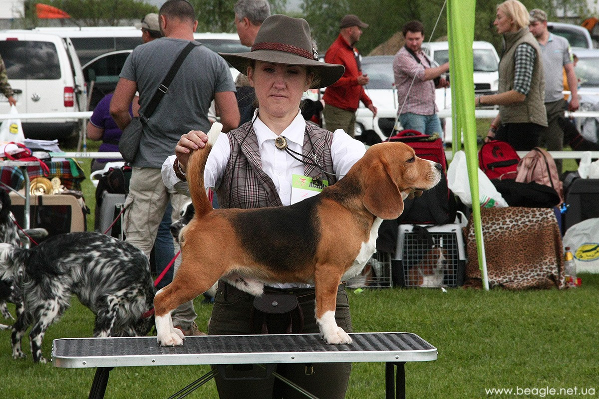 Prince. Питомник биглей Selesta’s Dreams