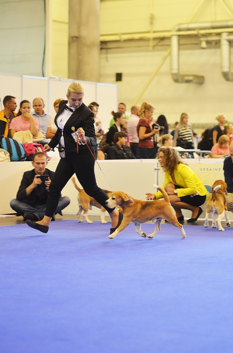 Pocket. Питомник биглей Selesta’s Dreams