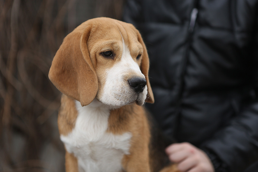 Arti. Питомник биглей Selesta’s Dreams