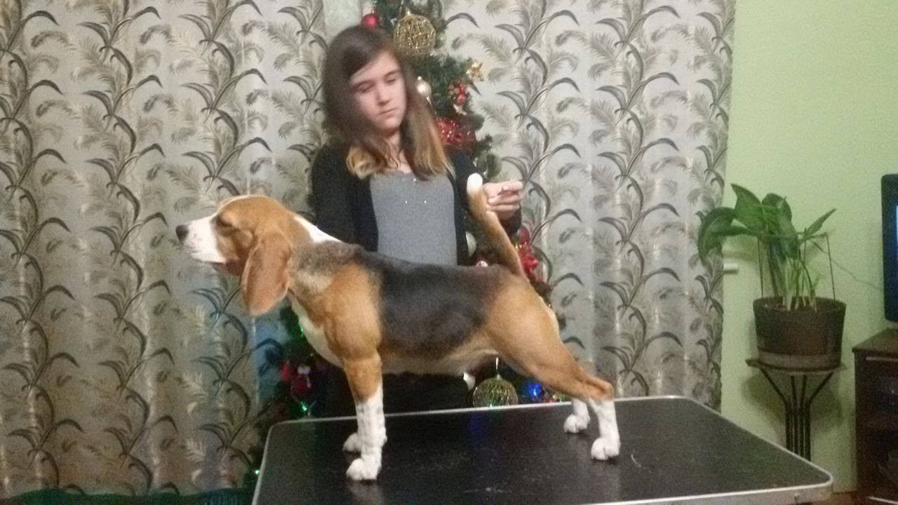 Саманта. Розплідник біглей в Україні