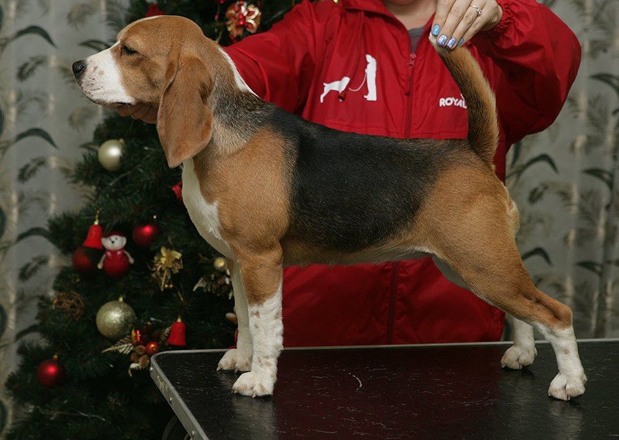 Саманта. Розплідник біглей в Україні