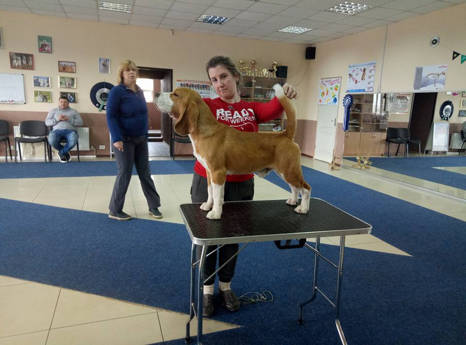 Leo. Питомник биглей Selesta’s Dreams