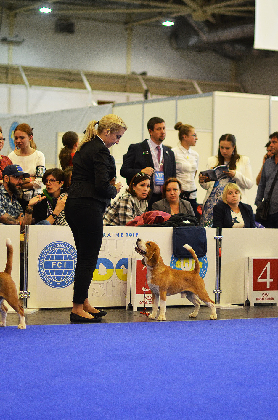 Leo. Питомник биглей Selesta’s Dreams