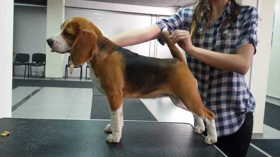 Саманта. Розплідник біглей в Україні