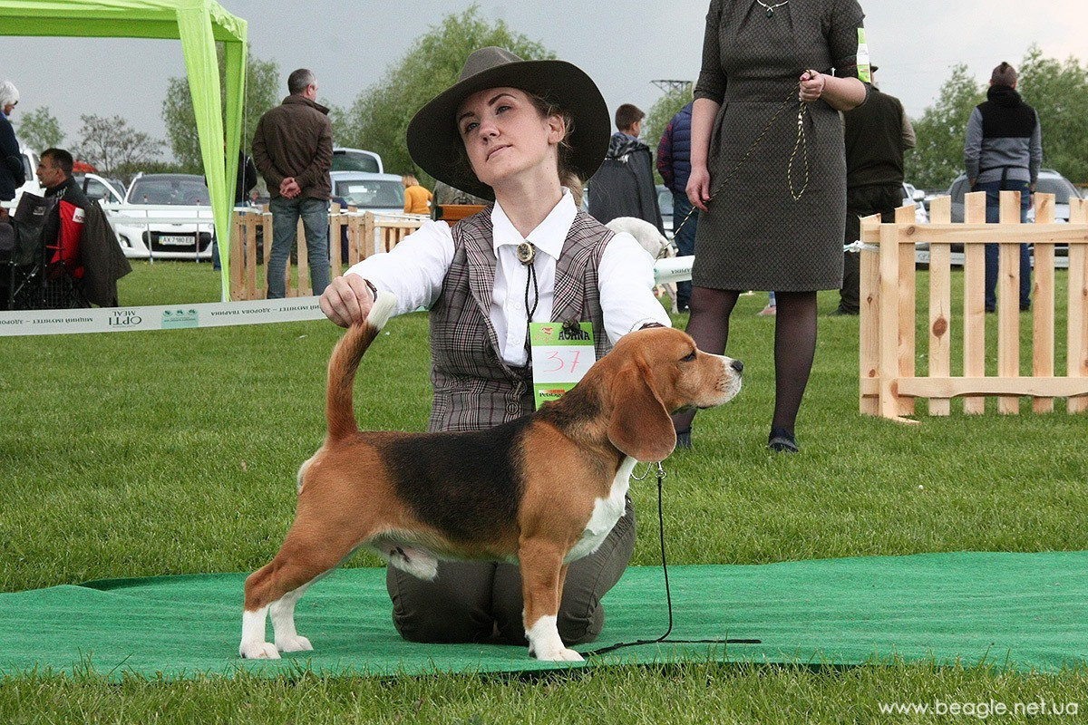 Prince. Питомник биглей Selesta’s Dreams