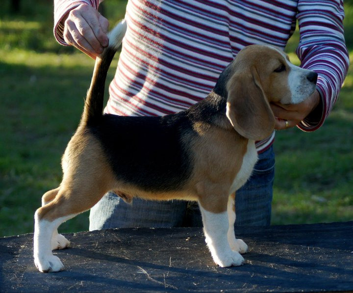 Pocket. Питомник биглей Selesta’s Dreams