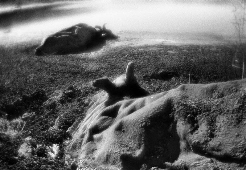 Мертвые коровы, застрявшие в грязи при попытке напиться в водоканале, Республика Калмыкия, Россия. Сентябрь 2017