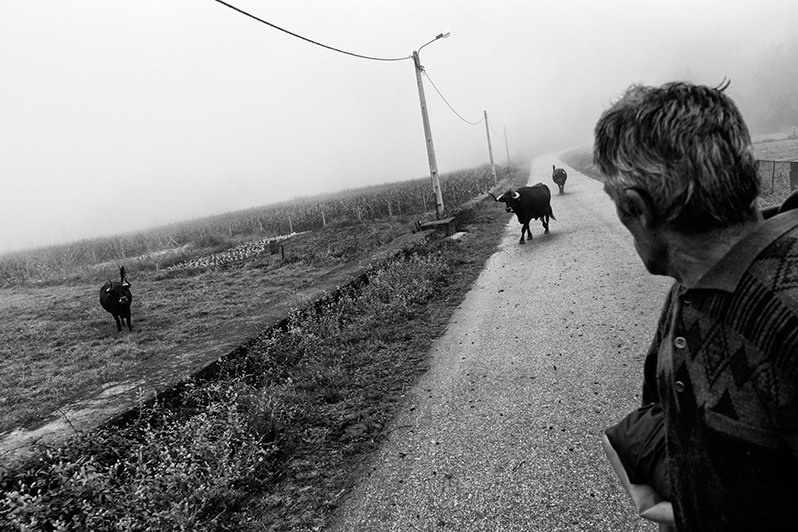 Man waits for straggling cows along the way, Mondim de Basto municipality, Vila Real district, Trás-os-Montes region, Portugal. 2020
