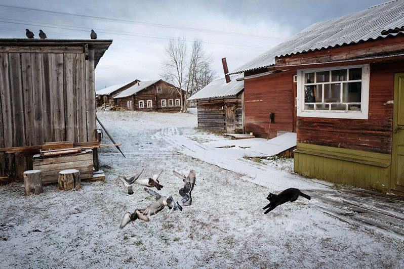 A cat jumps for pigeons, Beloshchelye village, Leshukonsky district, Arkhangelsk region, Russia. October 2017