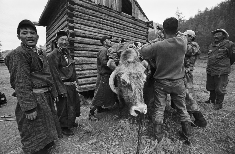 Провинция Хувсгел, Монголия. 2008