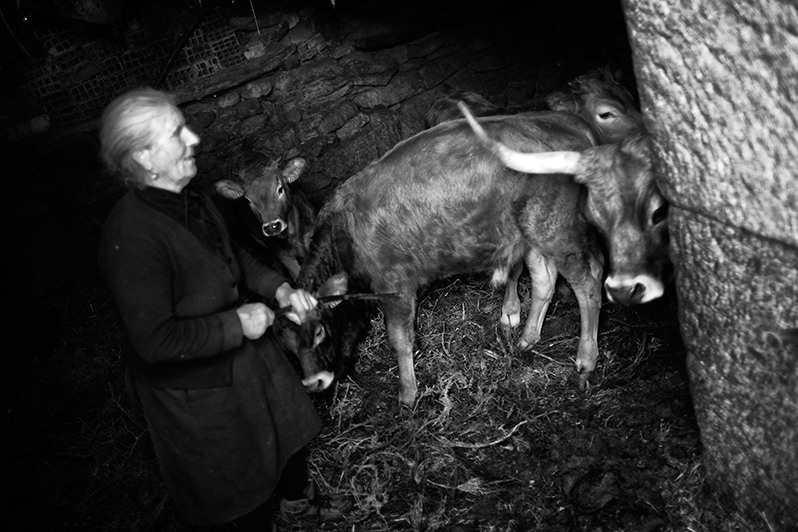Woman tries to take the cows out to the street and leave their calves inside the corral, Boticas municipality, Vila Real district, Trás-os-Montes region, Portugal. 2017