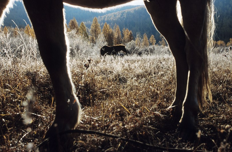 An icy morning somewhere in the northern taiga, Tsagaan-Üür district, Khövsgöl province, Mongolia. October 2010