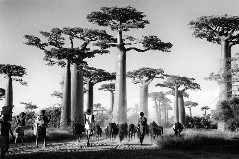 Herd of zebu, the wealth of the Madagascans, on the baobab alley, near Morondava, Menabe region, Toliara province, Republic of Madagascar. 2010