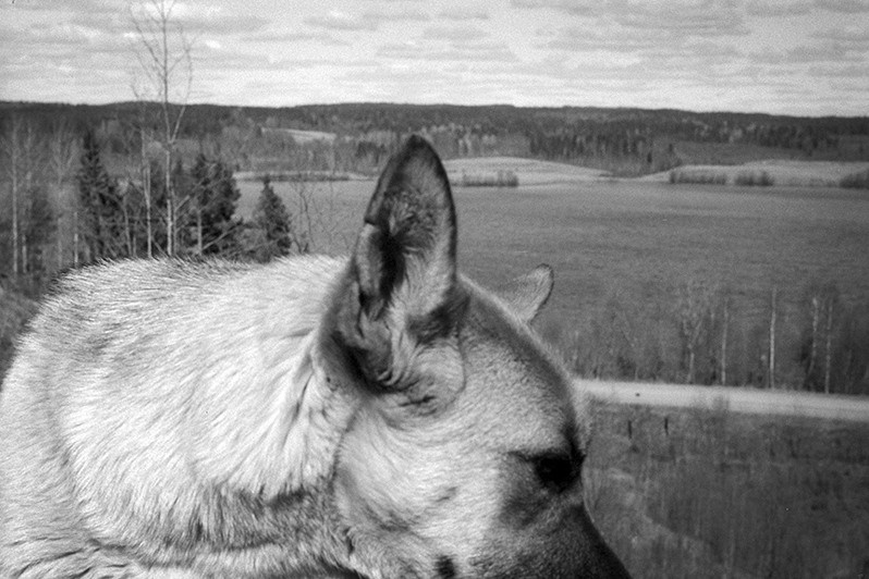 Александр Шумских / Колодозеро. Творческий союз Нога