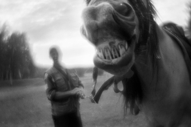 Коровье стадо в окрестностях Миасса, Челябинская область, Россия. Июнь 2021