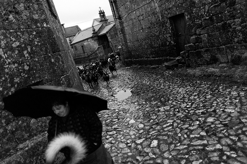 Woman and a dog lead a herd of goats down a village street, Boticas municipality, Vila Real district, Trás-os-Montes region, Portugal. 2015