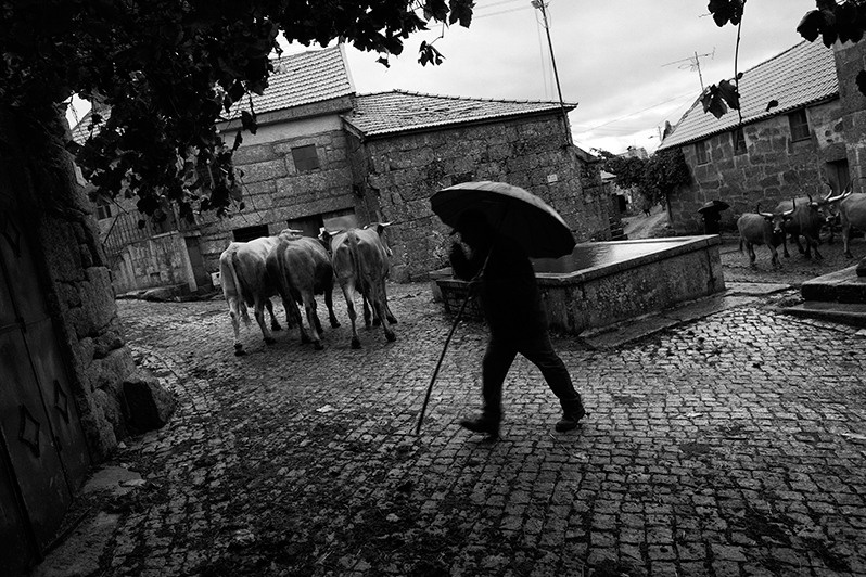 Man returns from pasture with his cows, Montalegre municipality, Vila Real district, Trás-os-Montes region, Portugal. 2017