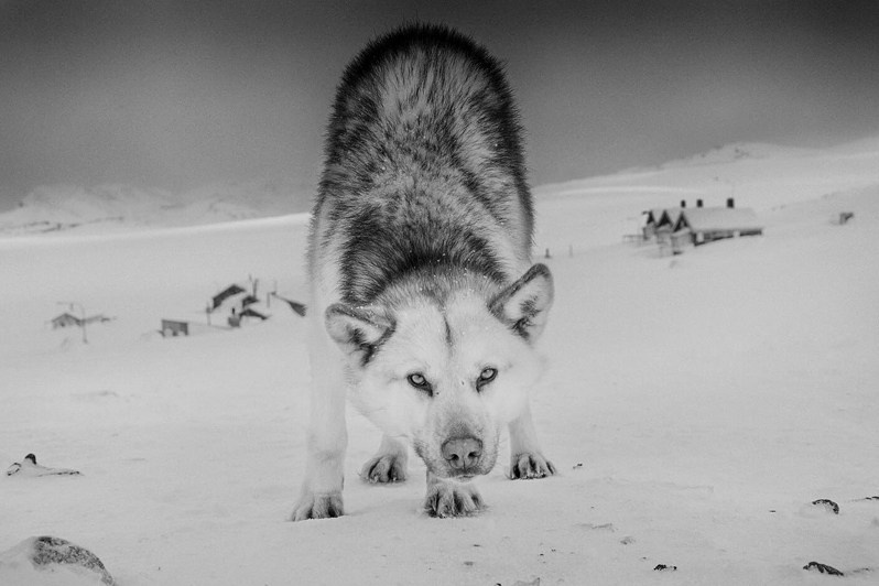 Ragnar Axelsson / Arctic Heroes. Noga Creative Union