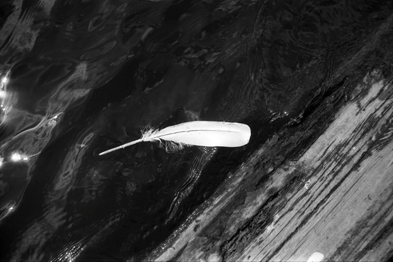 Перо на поверхности воды, деревня Погост, Пудожский район, Карелия, Россия. Июль 2006