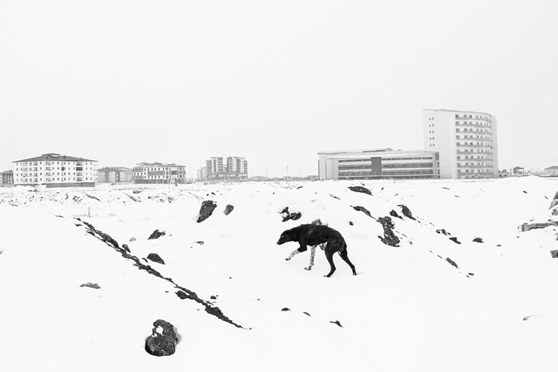 Бездомная собака в городе Агры, Турция. 2021