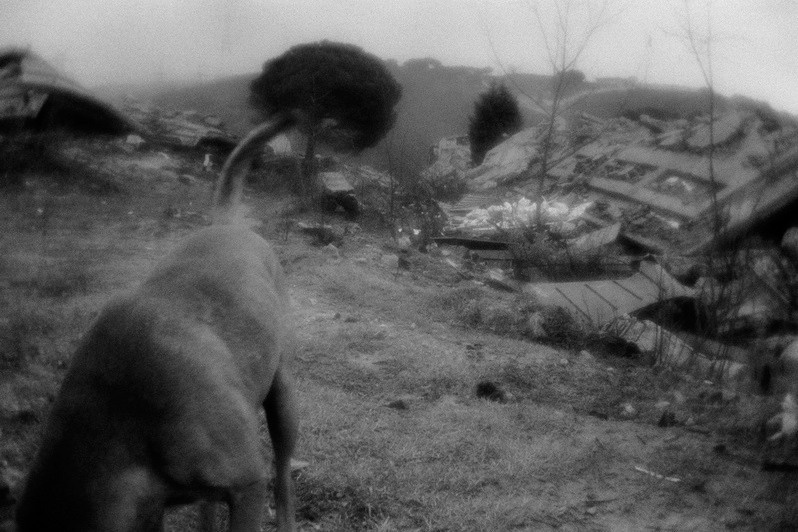A dog among the ruins of cottage settlement, near Istanbul, Turkey. January 2008