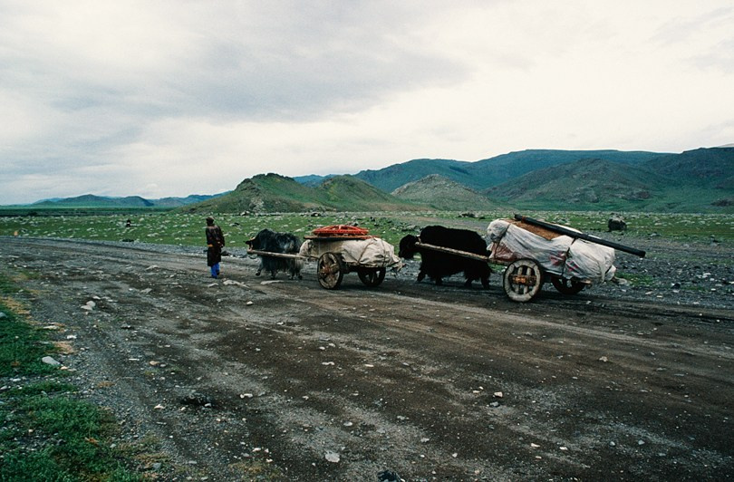 Yaks pull carts on wooden wheels, Arkhangai province, Mongolia. July 2003