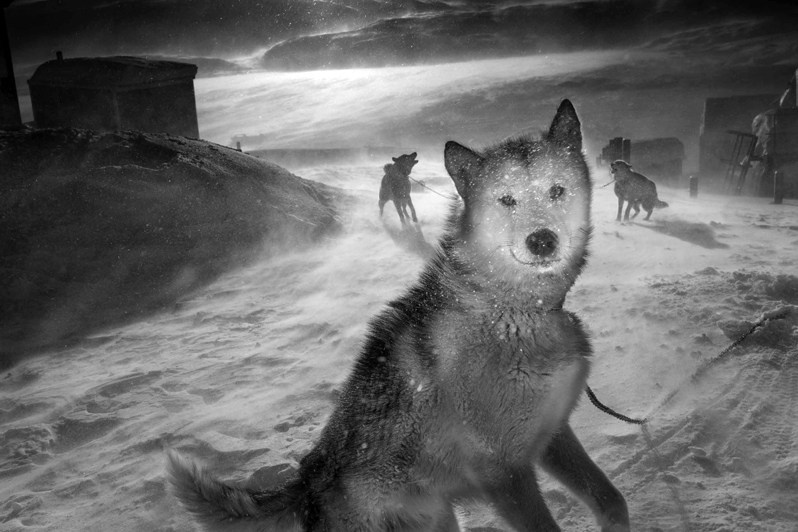 Ездовая собака, Иллоккортоормиут, коммуна Сермерсоок, Гренландия. 2010Sled Dog, Ittoqqortoormiit, Greenland. 2010