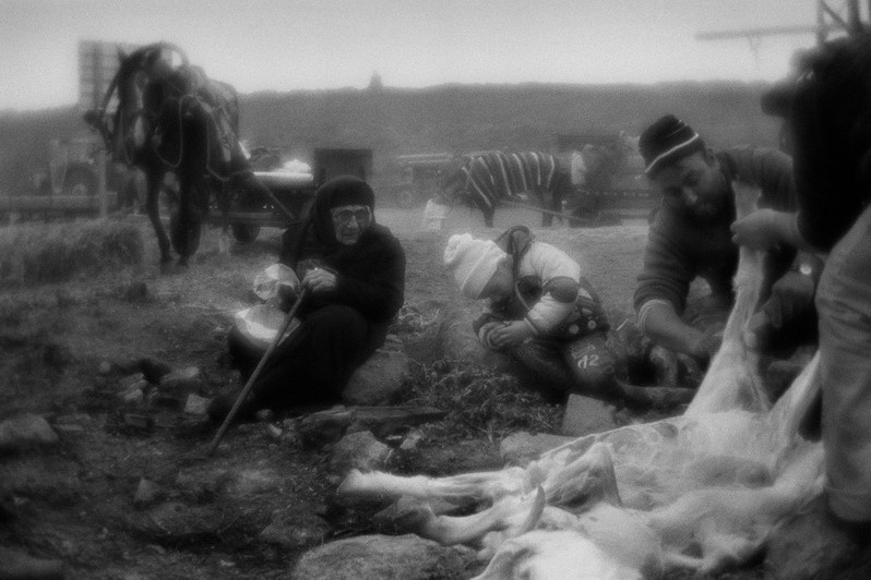 Cutting the ram, Edirne, Marmara region, Turkey. November 2009