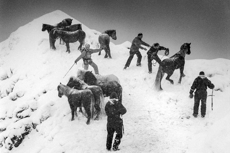 Horse Rescue, Skarðsheiði, Iceland. 1995