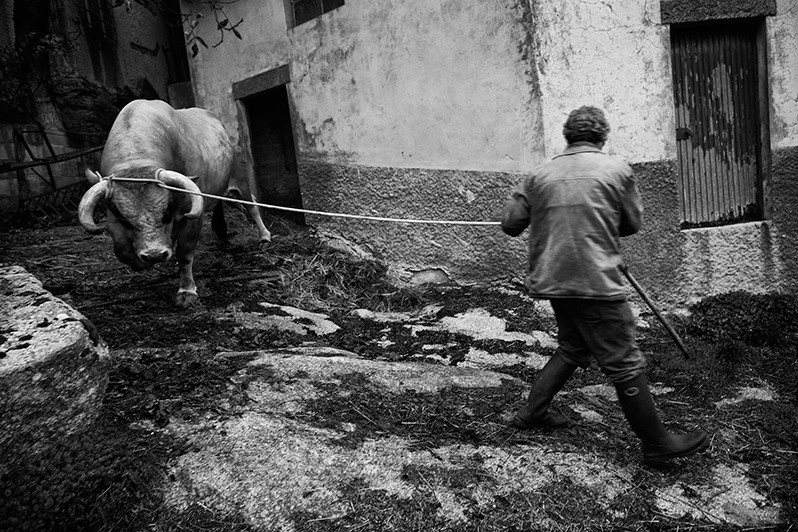 Man goes out into the street with a dangerous bull, Montalegre municipality, Vila Real district, Trás-os-Montes region, Portugal. 2015